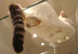 猫摇摆尾巴想表达的情感