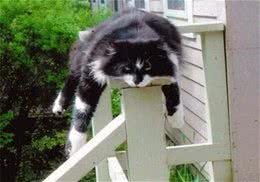 猫咪对你的信任程度