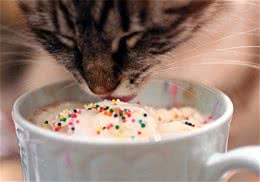 猫咪为什么分辨不出味道呢？
