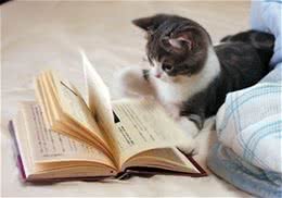 小猫咪在成长中要学会哪些技能？