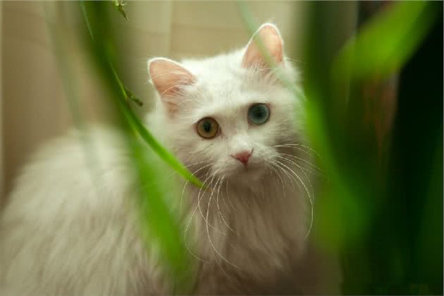 猫咪半夜扰民怎么办