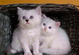 教你自制简易猫玩具