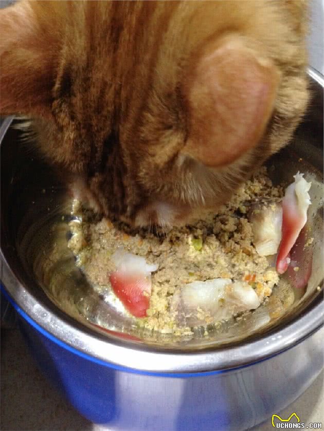 我的遛猫日记（下）