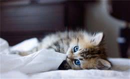 猫猫是否能识别东西的颜色