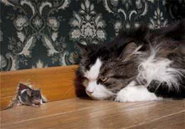 猫为什么会把猎物带回家