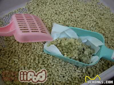 弓形虫的传染方式及注意事项