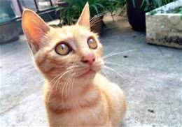 悲伤的故事:猫咪为什么吃多长不胖?