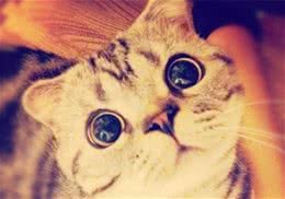 如何训练猫咪不乱撒尿