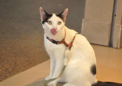 带你领略澳大利亚猫文化