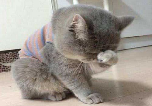 猫咪发烧的原因？猫咪发烧怎么办？