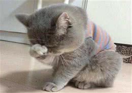 猫咪发烧的原因？猫咪发烧怎么办？