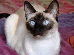 养猫有坏处吗