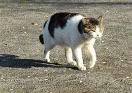关爱猫咪，更要关爱猫咪身心健康