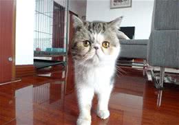 如何帮助猫咪成功减肥