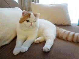 猫咪会对主人忠诚吗