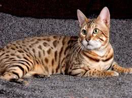 带猫咪登山的训练技巧