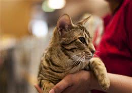 猫咪不吃不喝怎么办