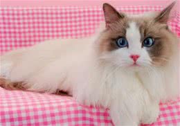 如何正确的饲养布偶猫