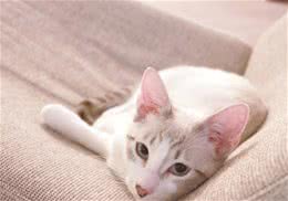 猫咪有助于戒烟？
