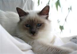 猫咪也要定期注射疫苗