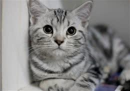 如何训练猫不上床