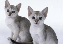 如何训练猫咪乖乖吃饭