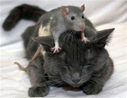猫和老鼠