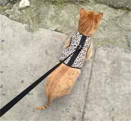 我的遛猫日记（上）