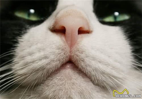 是否猫咪鼻子干就意味着生病？