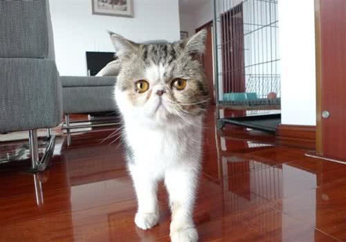 如何训练猫咪遵守魔抓纪律