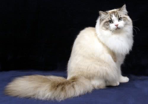 褴褛猫驯养