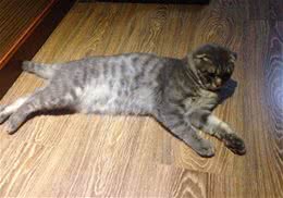 钙磷代谢对于猫咪机体的影响
