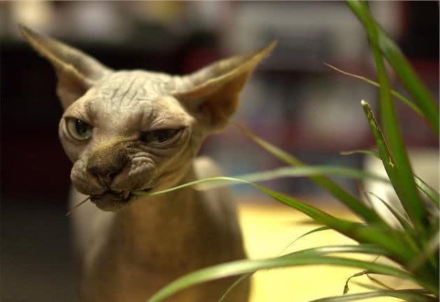 恐怖的加拿大无毛猫有什么特点您知道吗