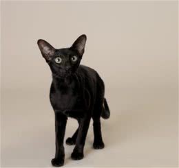 宠物猫异常饮食怎么纠正