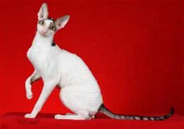 柯尼斯卷毛猫的养护