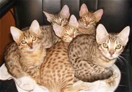 如何训练奥西猫不咬人