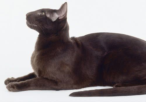 哈瓦那猫的喂食要点