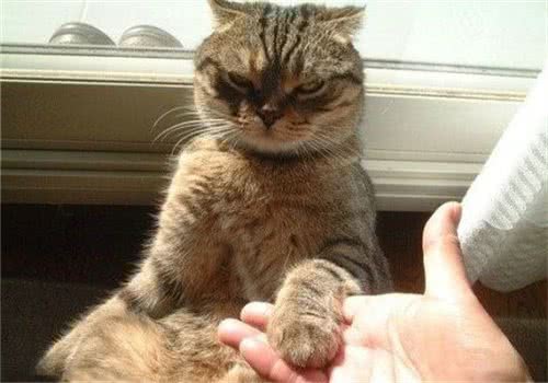 教会挪威森林猫和人握手的方法