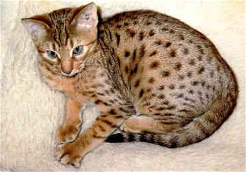 如何为奥西猫挑选猫粮