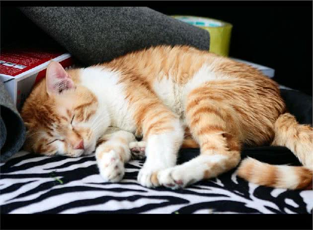 狸花猫如何美容护理？狸花猫洗澡和修剪脚爪技巧