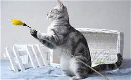 逗猫棒的制作方法和步骤