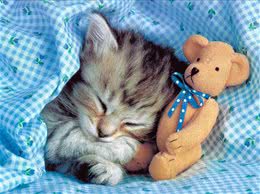 怎样训练猫咪晚上睡觉