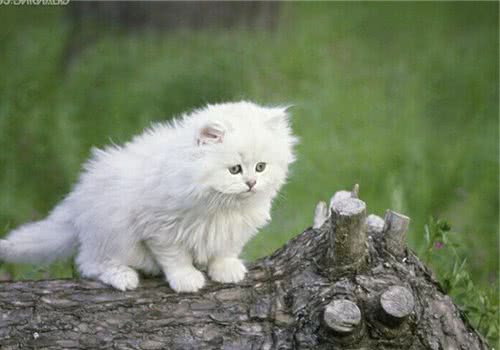 猫咪的脚毛需要定期修剪