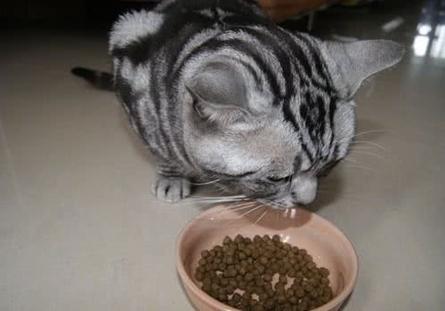 猫咪靠味觉识别有害食物？