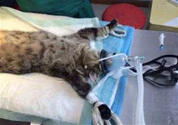 猫为什么要绝育？