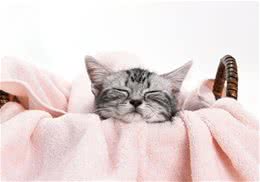 猫咪是否跟人类一样好面子