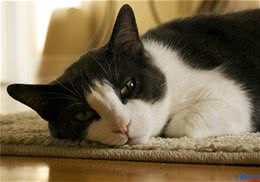 猫咪美容需要的常见用品
