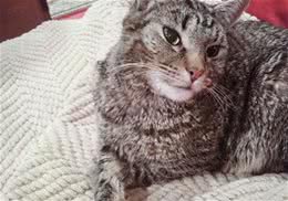 关于猫咪内分泌失调的一些问题