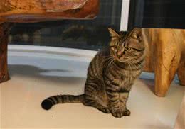 孕妇被猫咬了可以接种疫苗吗
