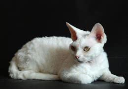 东方猫的形态特征如何